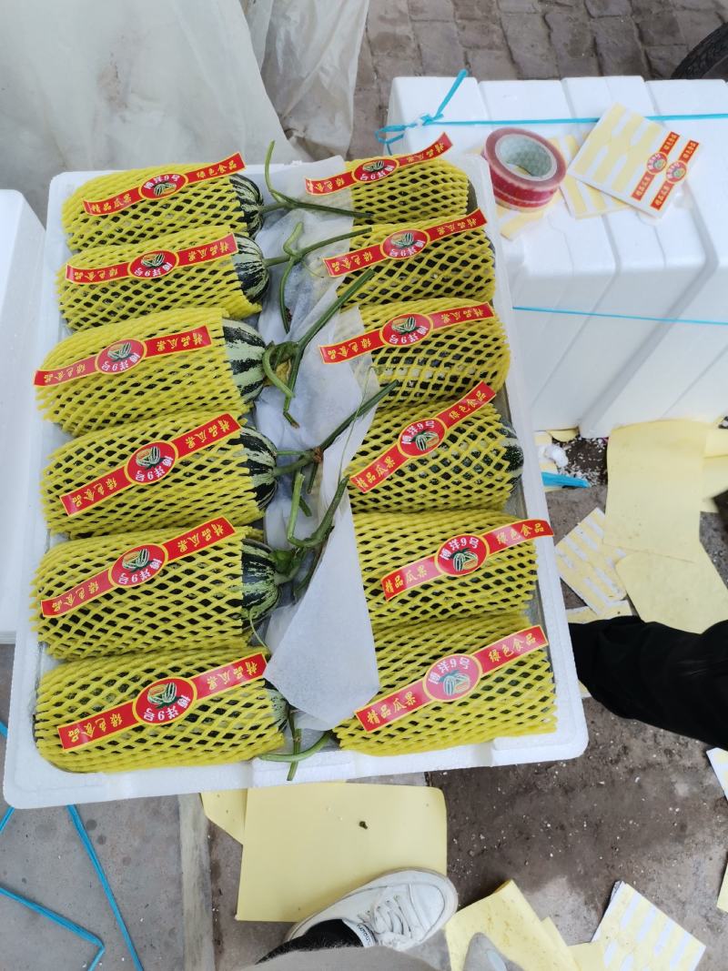 莘县博洋9号产区直发现摘现发头茬鲜瓜一手货源规格齐全