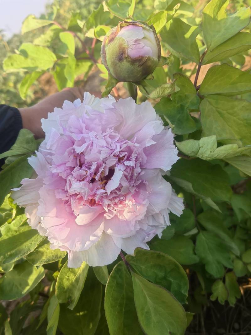 牡丹鲜切花，千层大花菏泽基地直售，预冷顺丰冷运包邮包损
