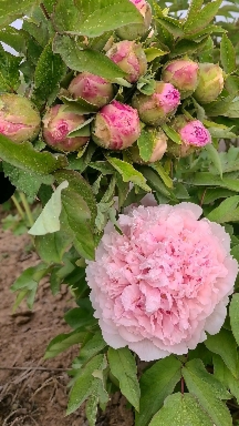 牡丹鲜切花，千层大花菏泽基地直售，预冷顺丰冷运包邮包损