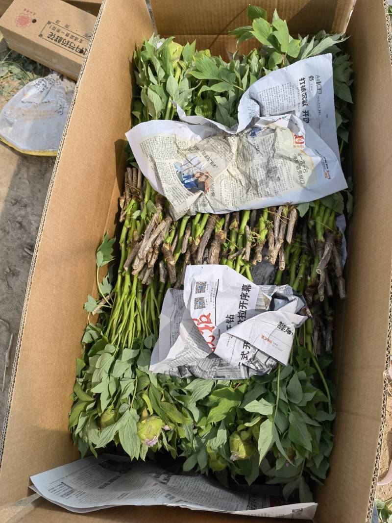 牡丹鲜切花，千层大花菏泽基地直售，预冷顺丰冷运包邮包损