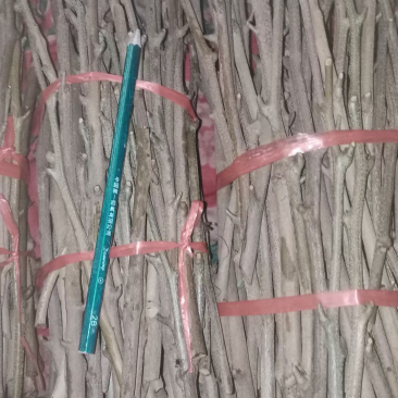自种自销新品种桂花香嫁接枝条