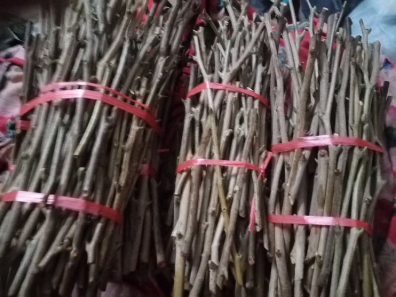 自种自销新品种桂花香嫁接枝条