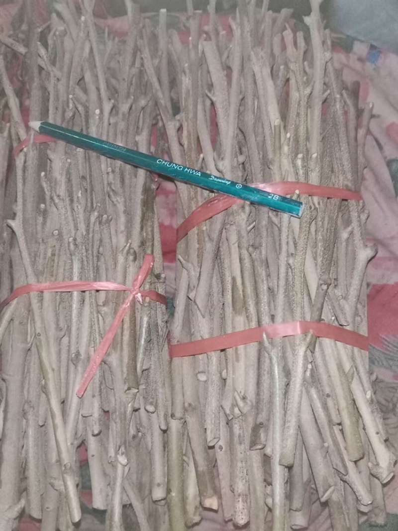 自种自销新品种桂花香嫁接枝条