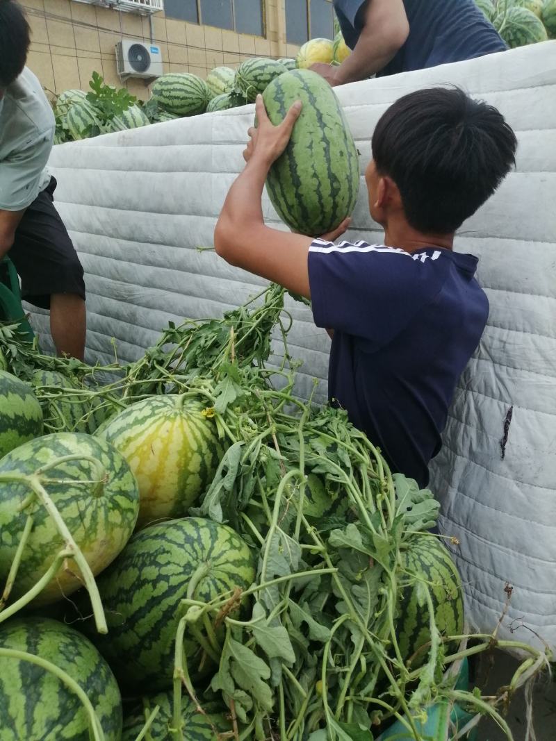 【实力商家】早春红玉小糖丸，皮薄耐运输西瓜基地