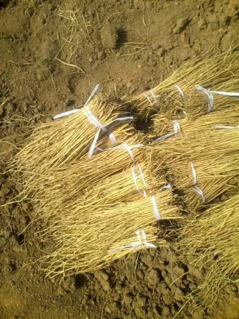 黄芪种苗正宗北芪种苗多规格黄芪苗产地直供