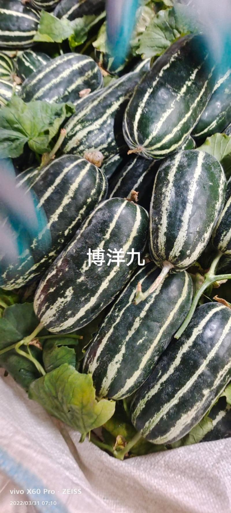 山东甜瓜精品博洋九号甜瓜对接电商超市批发市场