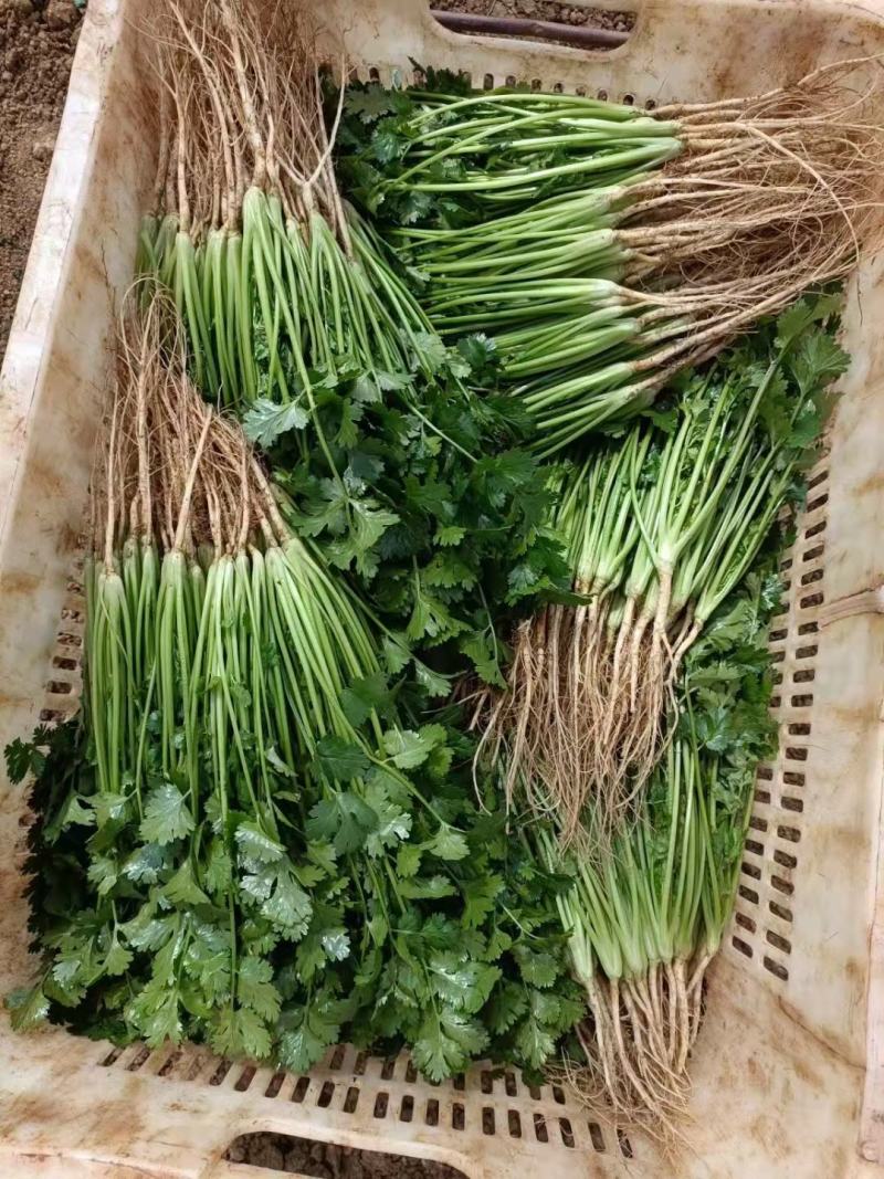 云南精品小叶香菜质量好价格低，诚信经营视频看货