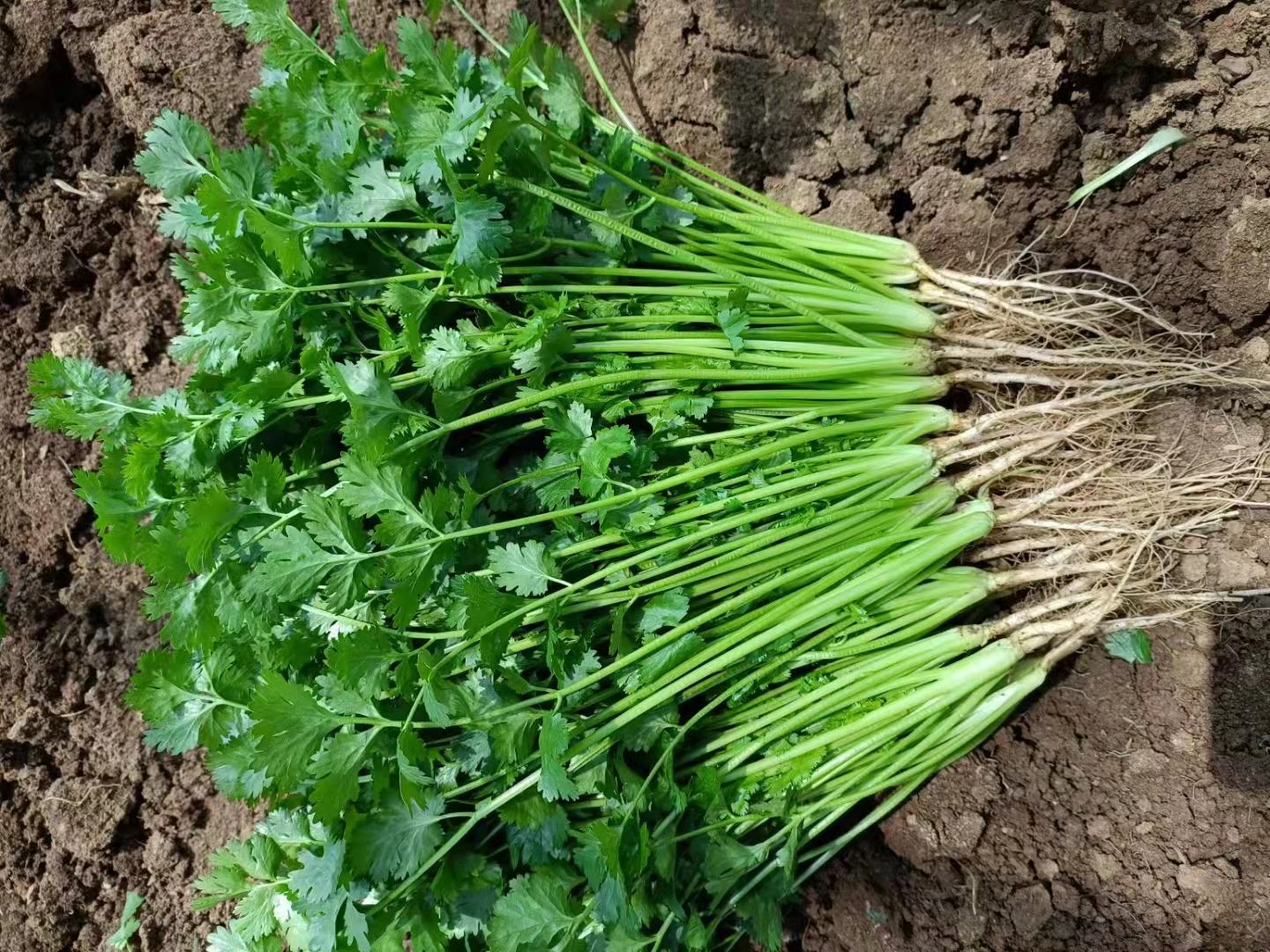 香菜根特写