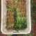 云南精品小叶香菜质量好价格低，诚信经营视频看货