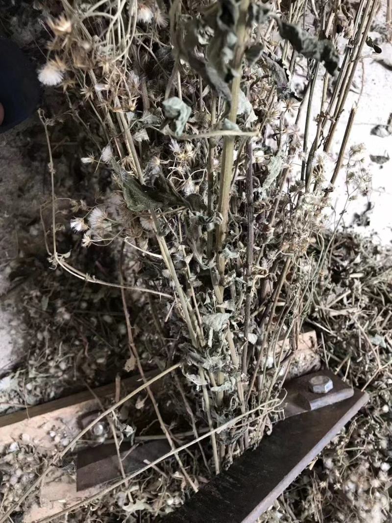 野生夜香牛消山虎伤寒草寄色草假咸虾花无硫无提取