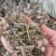 野生夜香牛消山虎伤寒草寄色草假咸虾花无硫无提取