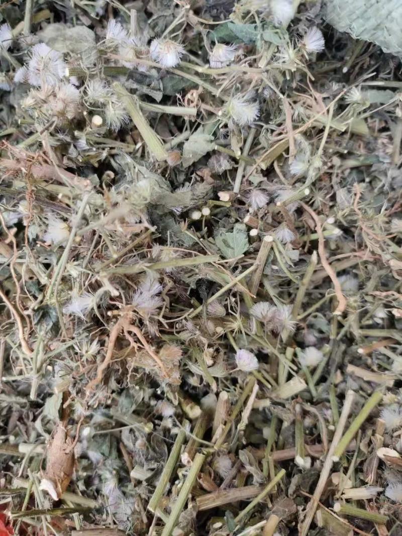 野生夜香牛消山虎伤寒草寄色草假咸虾花无硫无提取