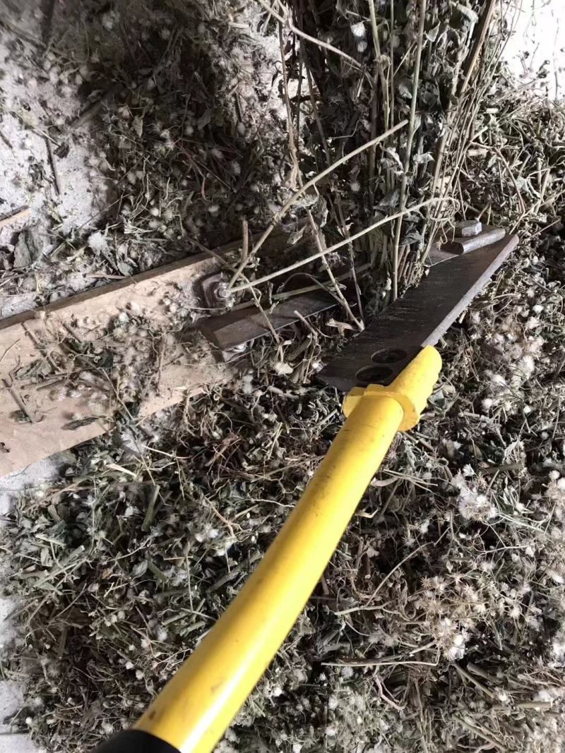 野生夜香牛消山虎伤寒草寄色草假咸虾花无硫无提取