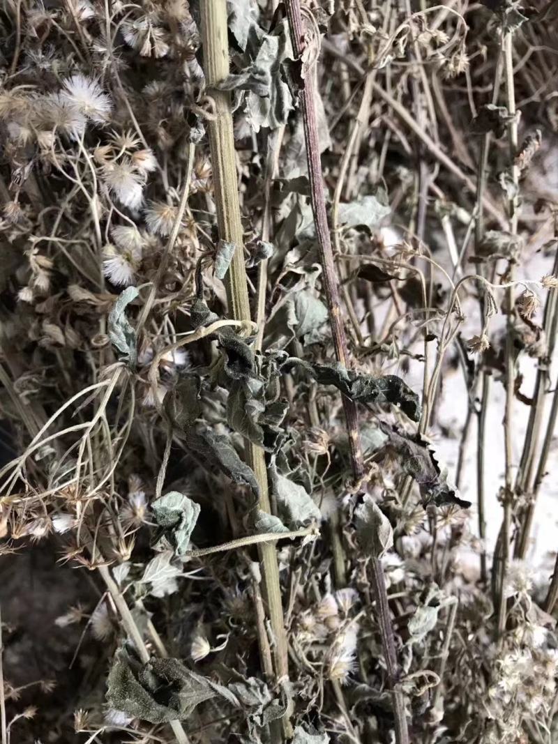 野生夜香牛消山虎伤寒草寄色草假咸虾花无硫无提取