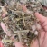 野生夜香牛消山虎伤寒草寄色草假咸虾花无硫无提取