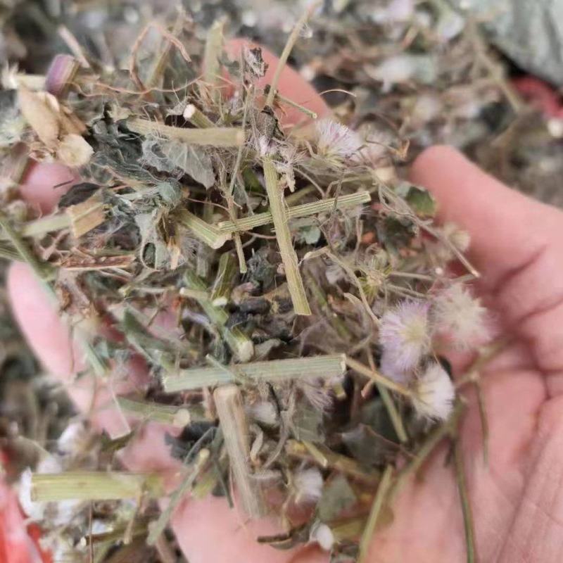 野生夜香牛消山虎伤寒草寄色草假咸虾花无硫无提取