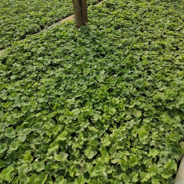 阳光玫瑰营养杯葡萄苗，三叶一心发货。