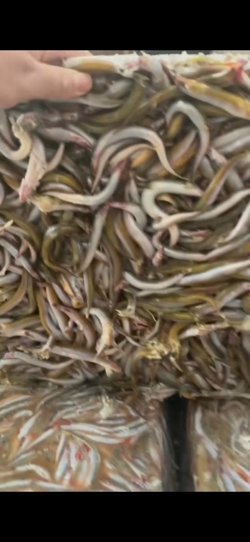 7-9多宝鱼喂食，大连沙里钻饲料，有大量现货，随时发货