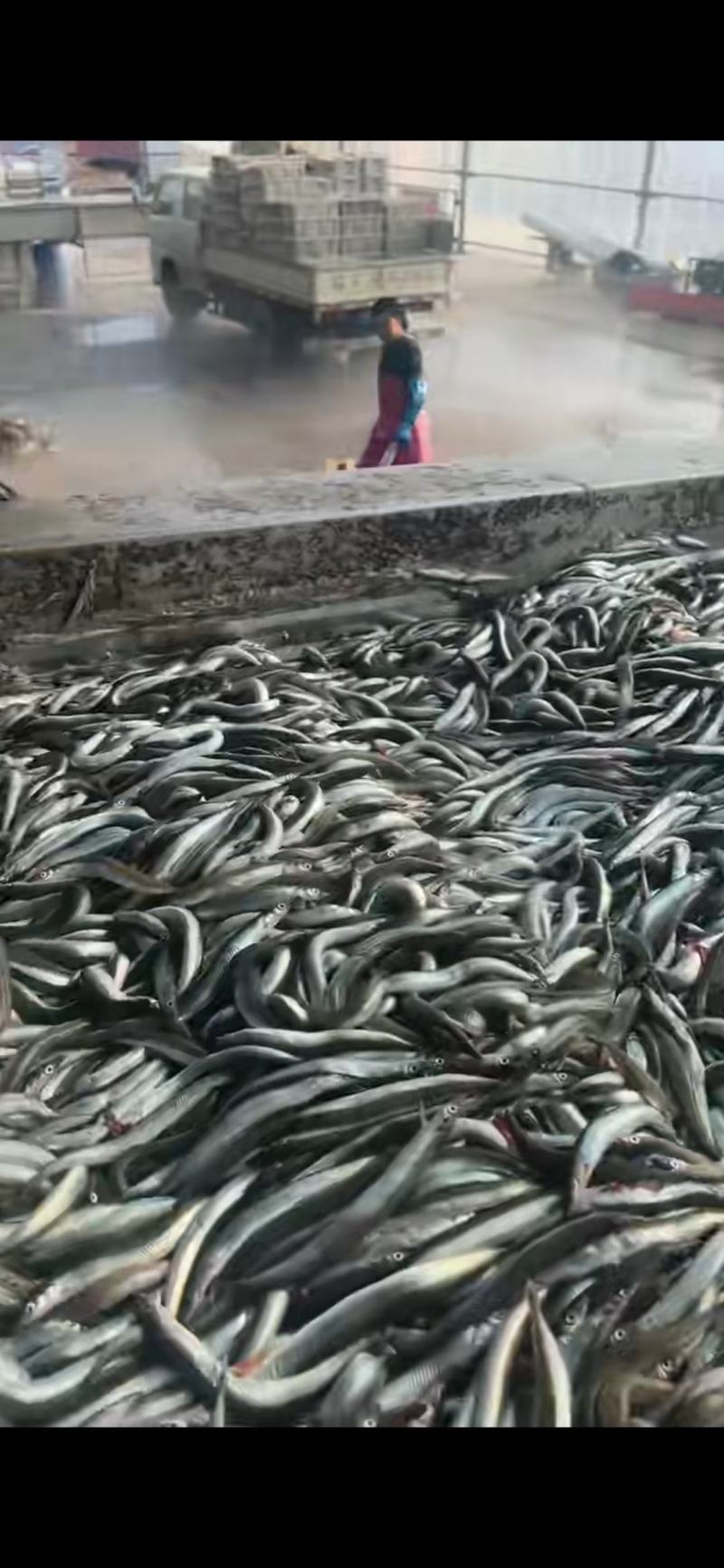 7-9多宝鱼喂食，大连沙里钻饲料，有大量现货，随时发货