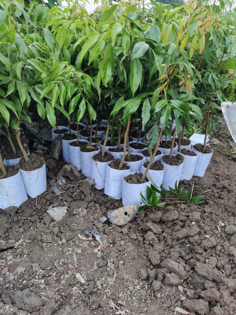 桂花香荔枝果苗