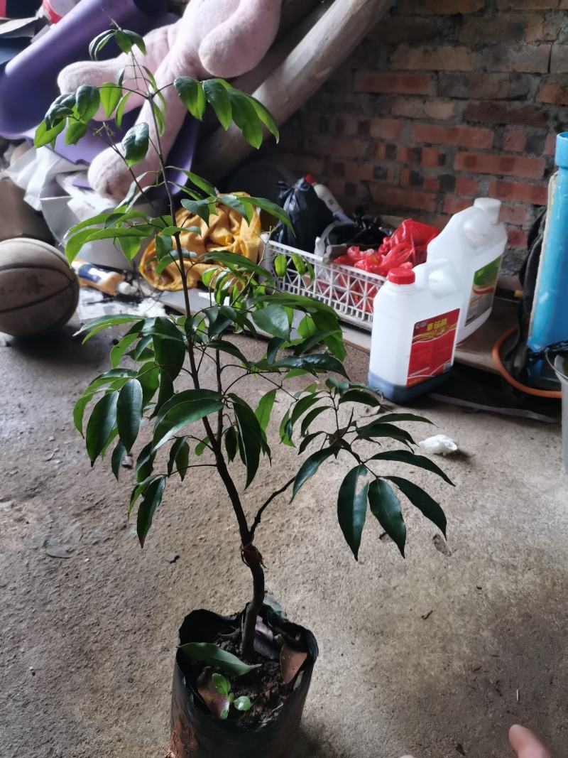 桂花香荔枝果苗