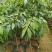 桂花香荔枝果苗
