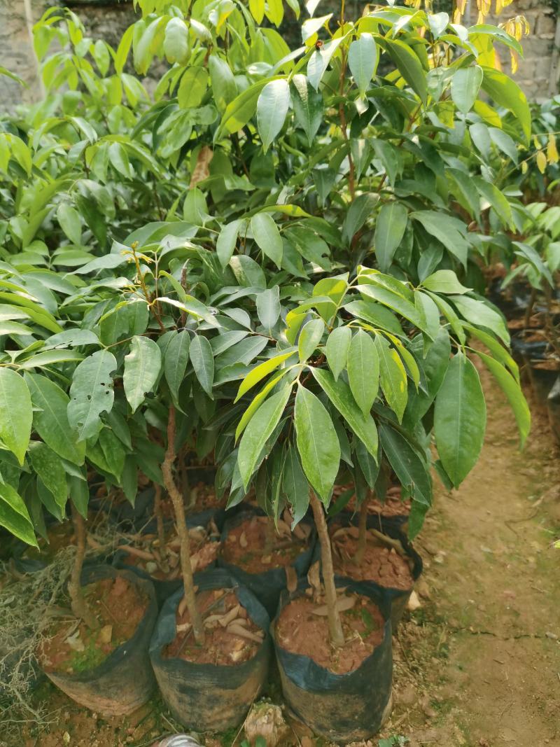 桂花香荔枝果苗