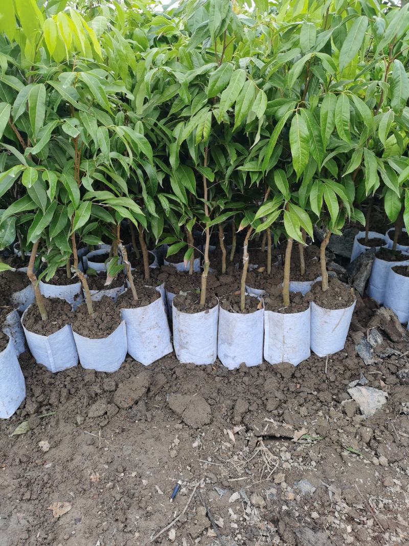 桂花香荔枝果苗