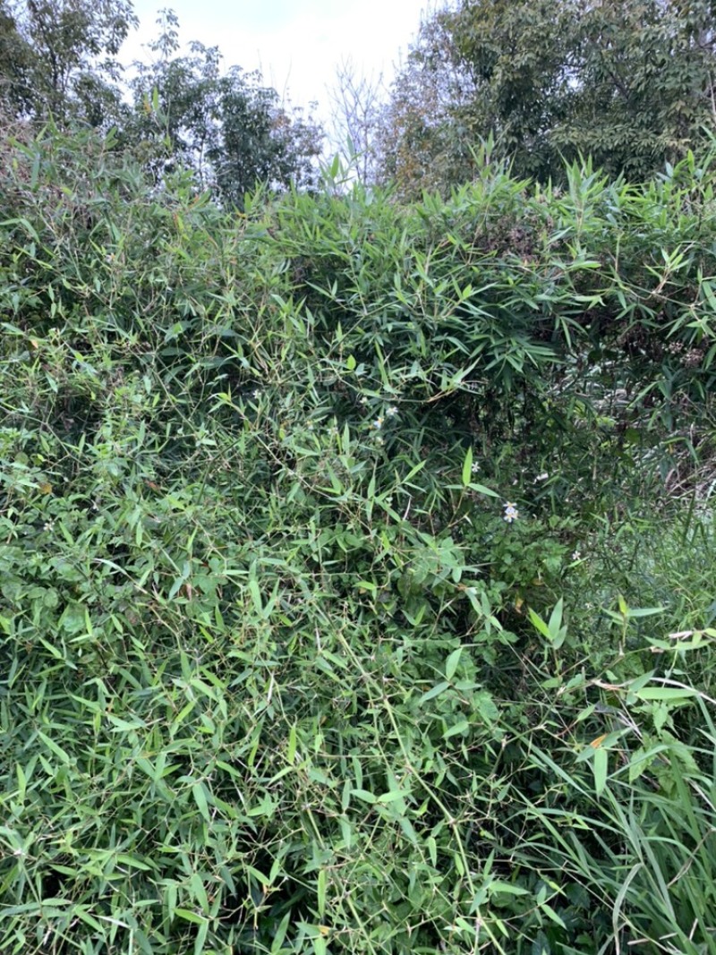 海南小叶簕竹盆景竹桩，小中大桩都有。