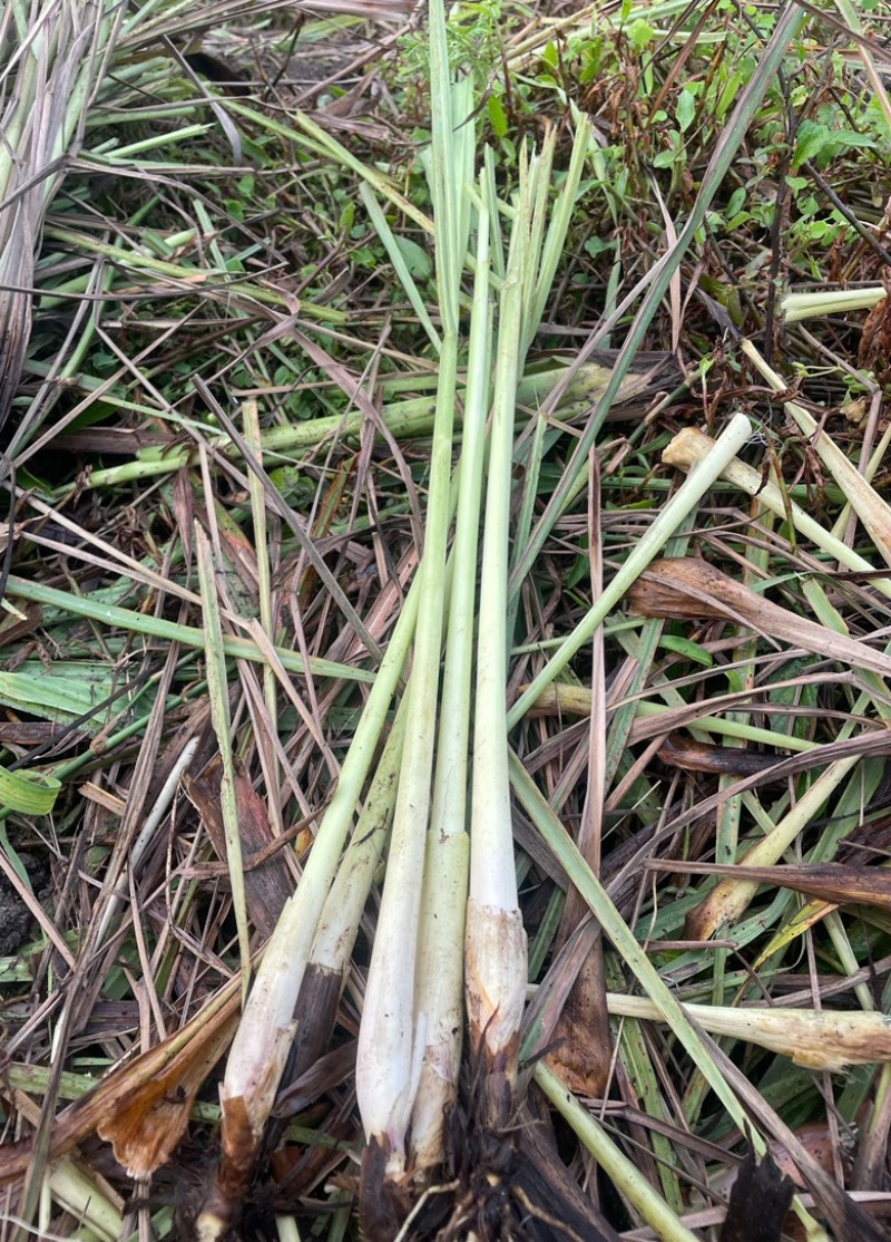 泰国柠檬香茅草，冬阴功香料，自家基地直发