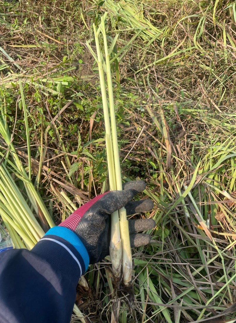 泰国柠檬香茅草，冬阴功香料，自家基地直发