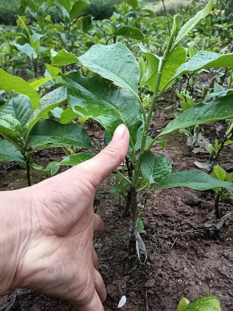 黄角兰（白兰花）现售