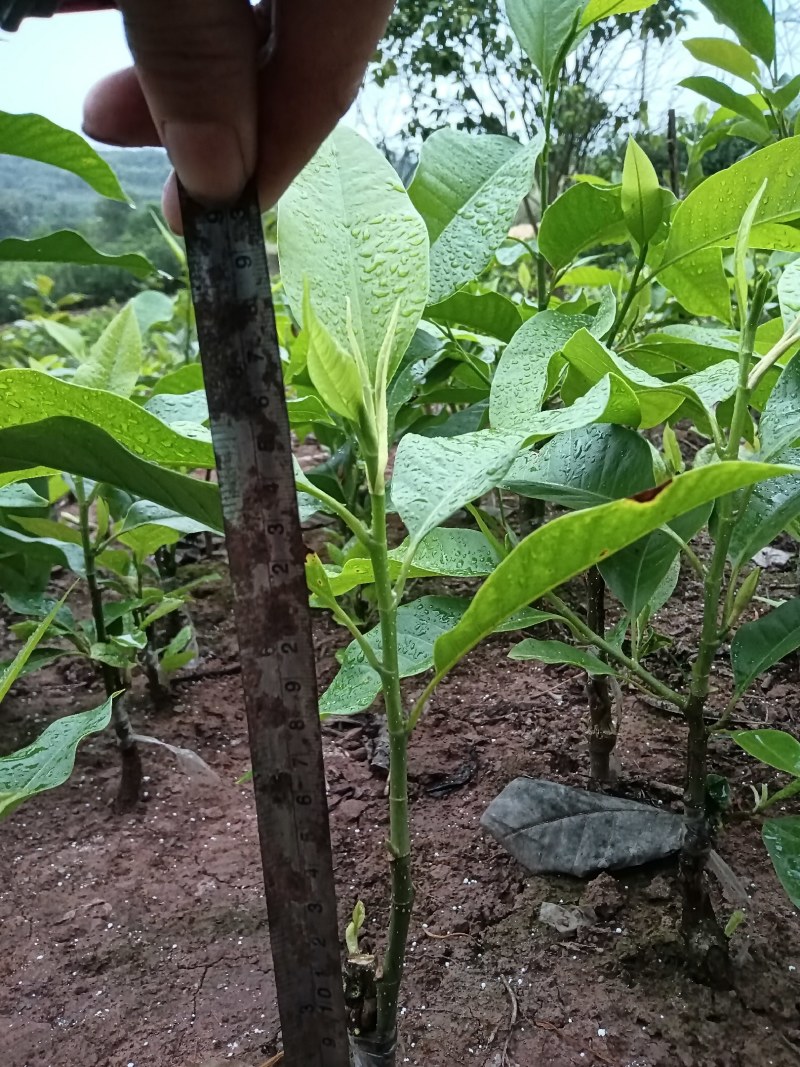 黄角兰（白兰花）现售