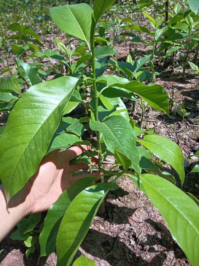 黄角兰（白兰花）现售