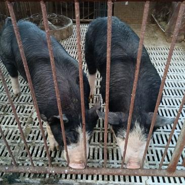 巴克夏种猪，精益求精品种优良！山东华茗生猪养殖场自繁自养