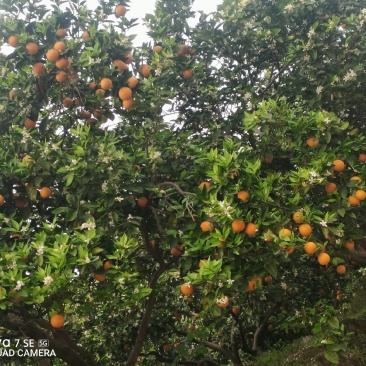 长江沿岸夏橙，口感浓郁
