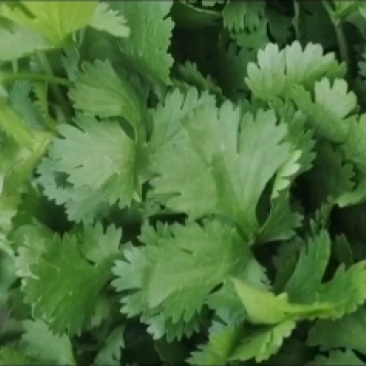 西安精品大叶香菜20-30公分，支持视频看货，根粗叶绿。