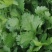 西安精品大叶香菜20-30公分，支持视频看货，根粗叶绿。