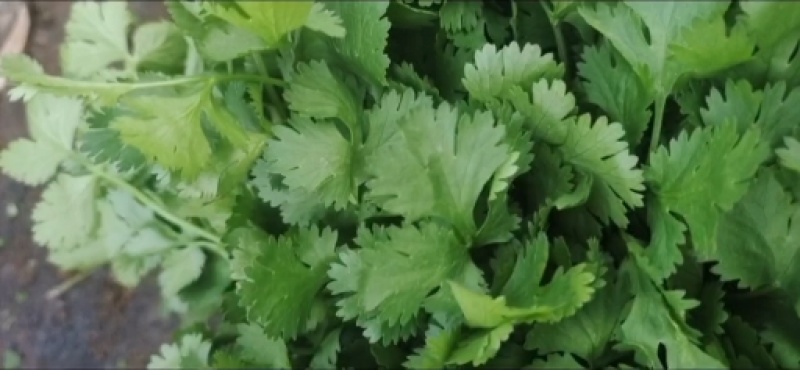 西安精品大叶香菜20-30公分，支持视频看货，根粗叶绿。