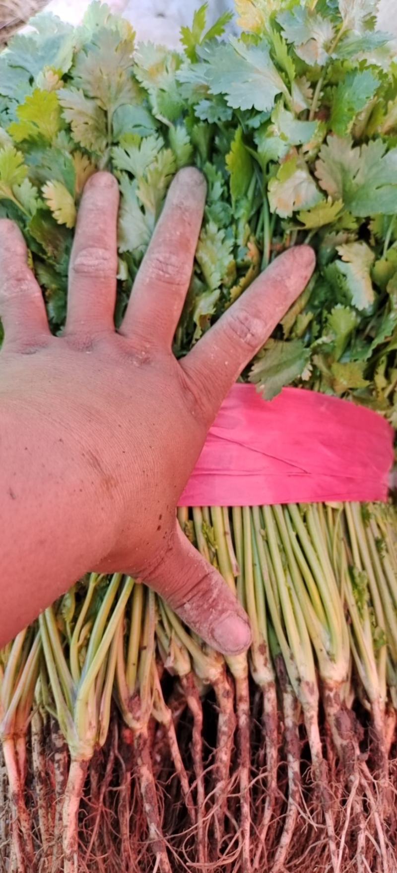 西安精品大叶香菜20-30公分，支持视频看货，根粗叶绿。