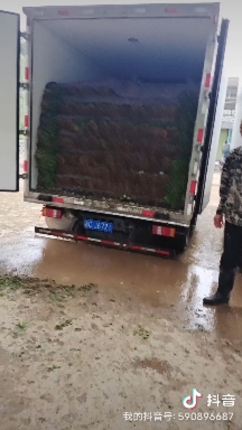 西安精品大叶香菜20-30公分，支持视频看货，根粗叶绿。
