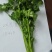 西安精品大叶香菜20-30公分，支持视频看货，根粗叶绿。
