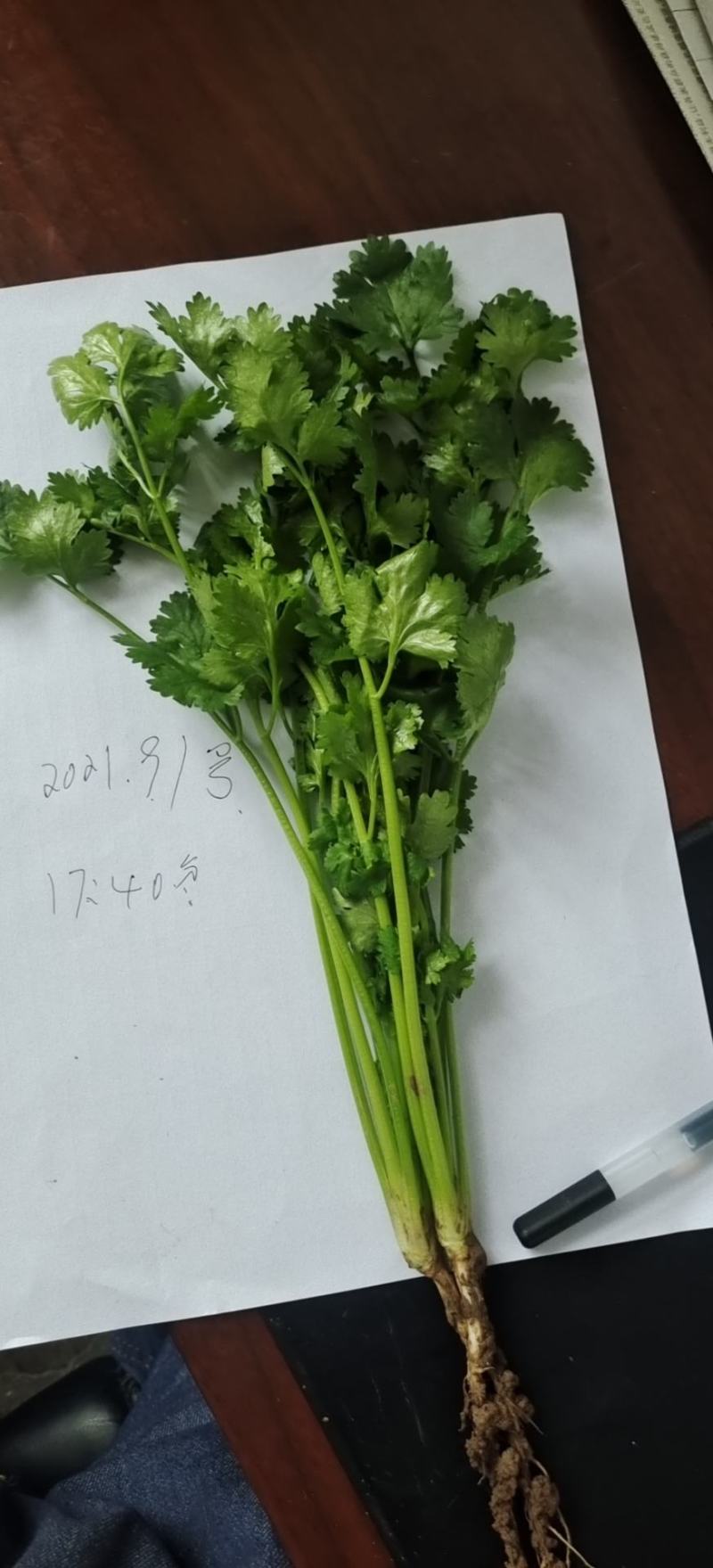 西安精品大叶香菜20-30公分，支持视频看货，根粗叶绿。