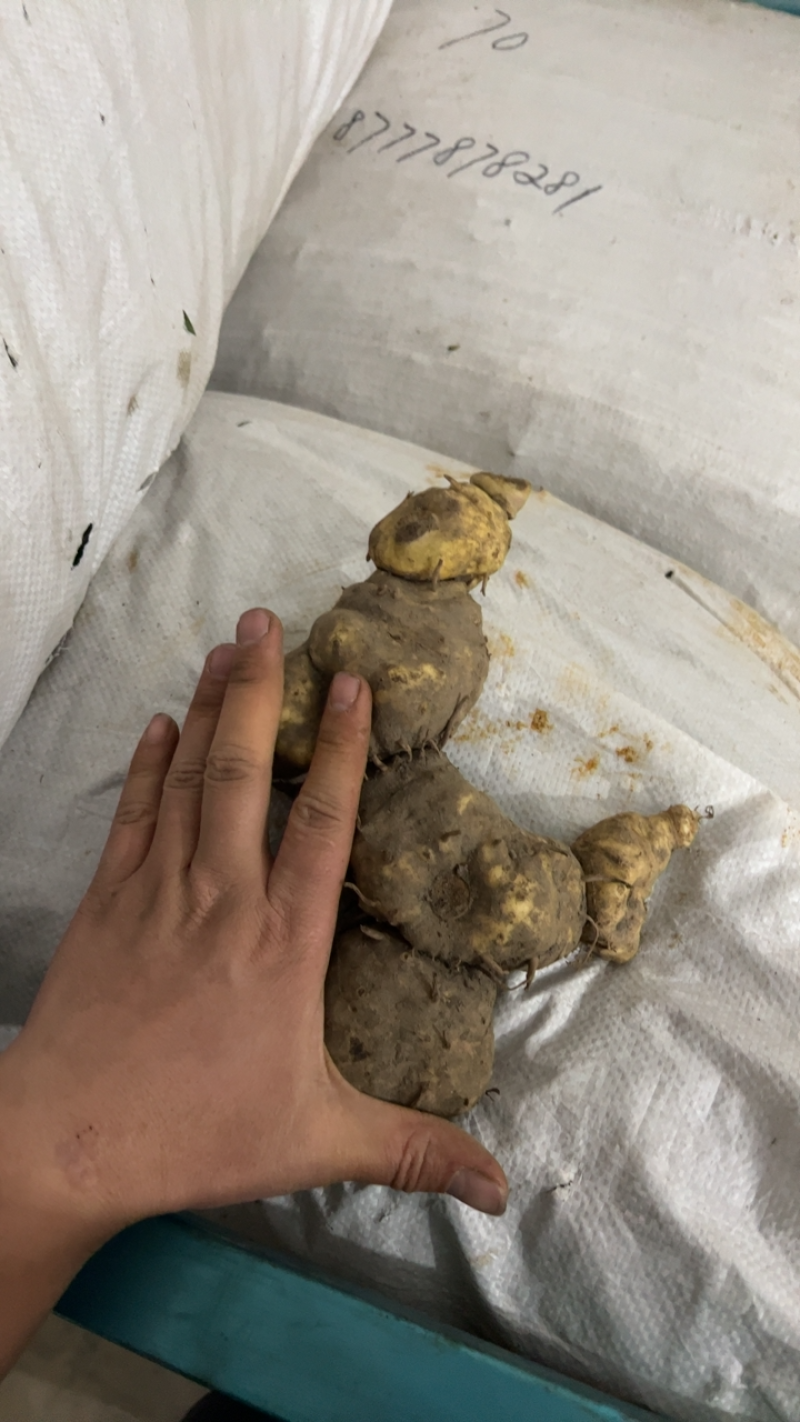 广西鸡头肉黄精野生黄精黄精鲜货滇红花黄精