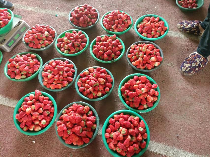 一位女性正在使用自制草莓面膜进行护肤,桌上摆放着新鲜草莓和搅拌工具 草莓美容护肤场景图