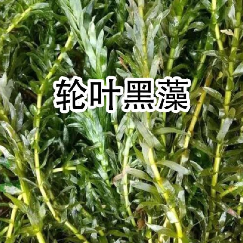 水藻出售