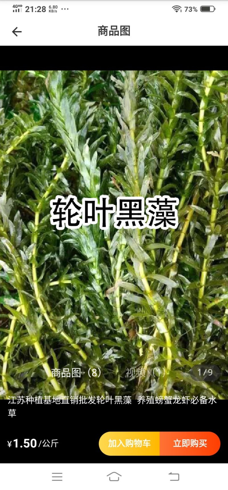 水藻出售