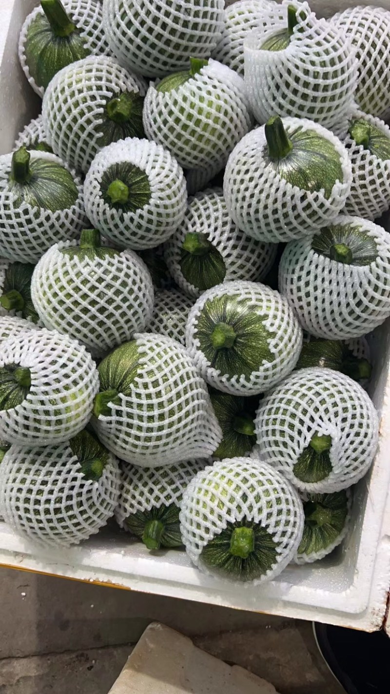 地南瓜