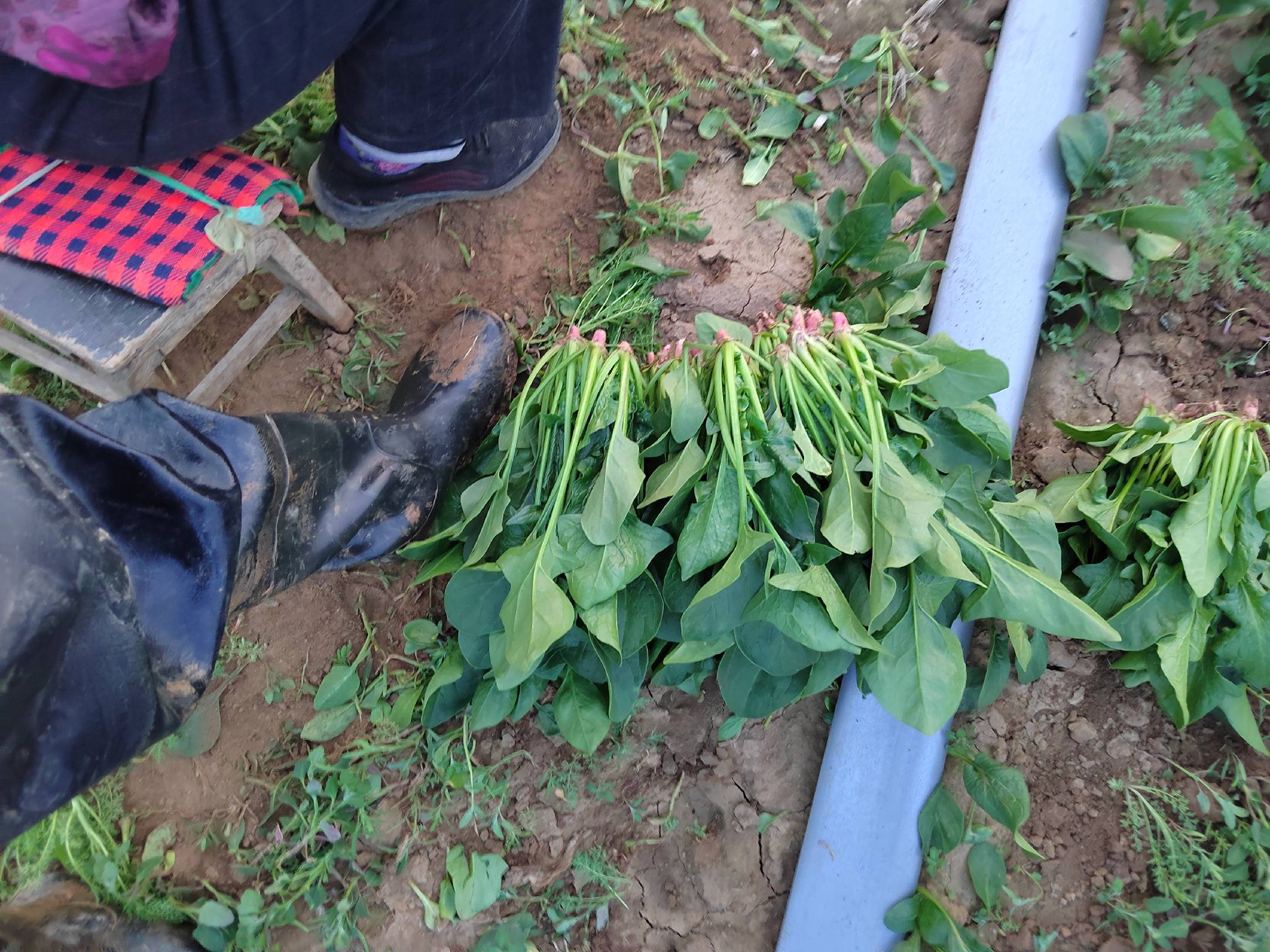 冬季大叶菠菜采收场景