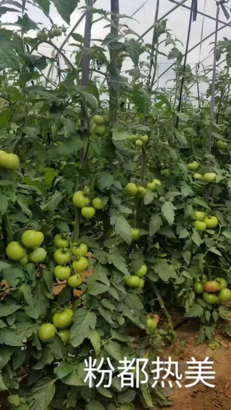 粉都热美番茄无限生长型抗病抗裂抗线虫果形大小均匀口感非常